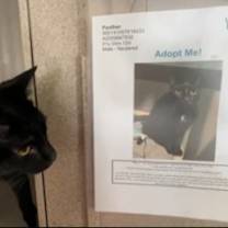 Thumbnail photo of Panther #2