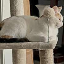 Thumbnail photo of Willow #2