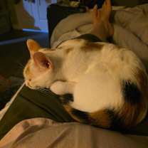 Thumbnail photo of Willow #4