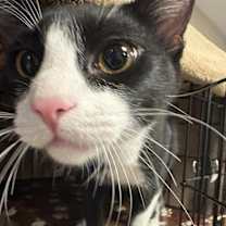 Thumbnail photo of Jumping Jacks #1