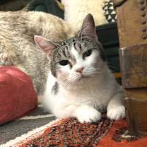 Thumbnail photo of Uncle Fester #1