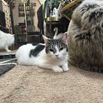 Thumbnail photo of Uncle Fester #3