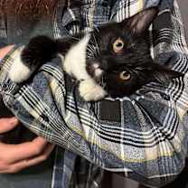 Thumbnail photo of Gomez #1