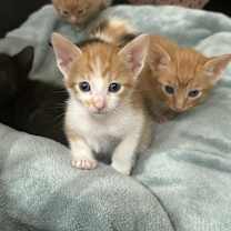 Thumbnail photo of Ramari #4