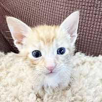 Thumbnail photo of Fin #4