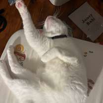 Thumbnail photo of Missy Elliot #4