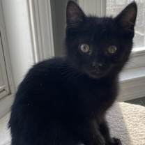 Thumbnail photo of Baba #1