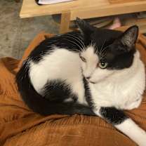 Thumbnail photo of Bonnie #4