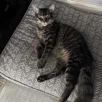 Thumbnail photo of Bugatti #1