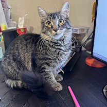 Thumbnail photo of Bugatti #2