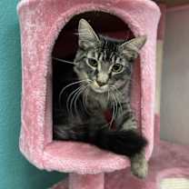 Thumbnail photo of Bugatti #3