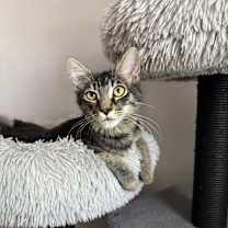 Thumbnail photo of Bugatti #4