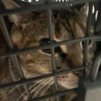 Thumbnail photo of Klover (630) #2