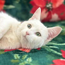 Thumbnail photo of Tinsel #1