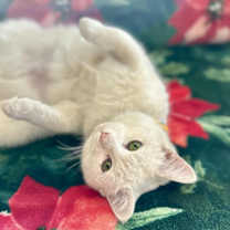 Thumbnail photo of Tinsel #2