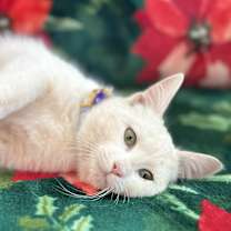 Thumbnail photo of Tinsel #3