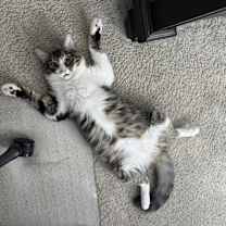 Thumbnail photo of Royce #1