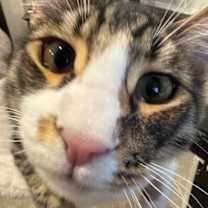 Thumbnail photo of Royce #3