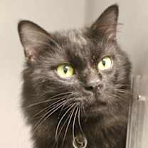 Thumbnail photo of Jinx #1