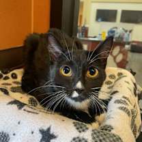 Thumbnail photo of Polka Dot #1