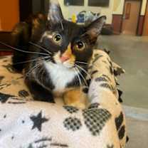 Thumbnail photo of Pip #1