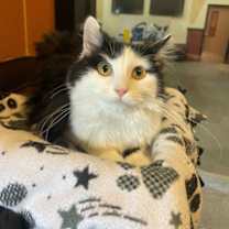 Thumbnail photo of Pom Pom #1