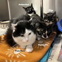 Thumbnail photo of Pom Pom #2