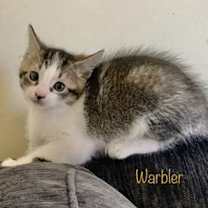 Thumbnail photo of Warbler #3