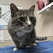 Thumbnail photo of Zaiden #2