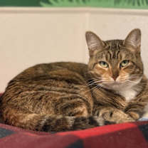 Thumbnail photo of Wale #1