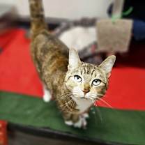 Thumbnail photo of Wale #2