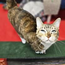 Thumbnail photo of Wale #3