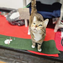 Thumbnail photo of Wale #4