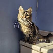 Thumbnail photo of Jennifer #1