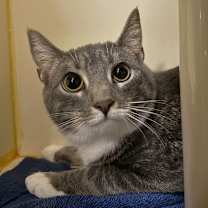 Thumbnail photo of Socks #1