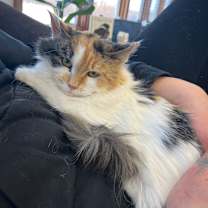 Thumbnail photo of Buttercream #1