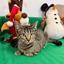 Thumbnail photo of Merry #3