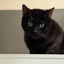 Thumbnail photo of Licorice #2