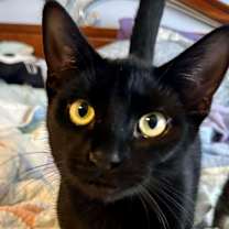 Thumbnail photo of Beetlejuice #1