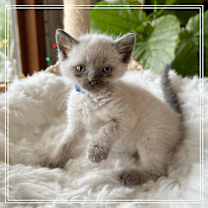 Thumbnail photo of Maverick #1