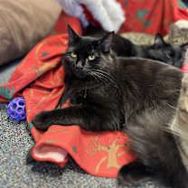 Thumbnail photo of Binx #1