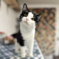 Thumbnail photo of Tootsie #1