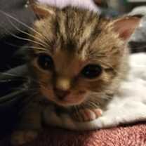 Thumbnail photo of Michael Jordan #2