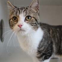 Thumbnail photo of Enzo #1