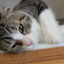 Thumbnail photo of Enzo #3