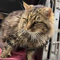 Thumbnail photo of Leo - At shelter #1