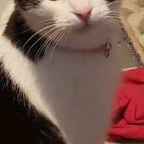 Thumbnail photo of Kitty #3