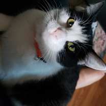 Thumbnail photo of Kitty #4