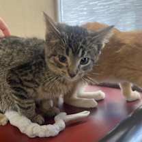 Thumbnail photo of Polar Bear #1