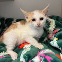 Thumbnail photo of Nollan (bonded with Nerelle) #2